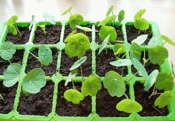 seedlings in a container
