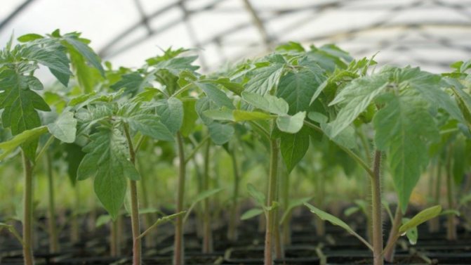 Seedlings in a greenhouse
