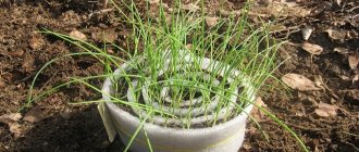 Seedlings in snails - the secrets of growing seedlings with a new method