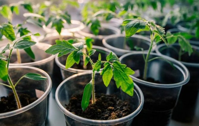 Seedlings grown in plastic cups
