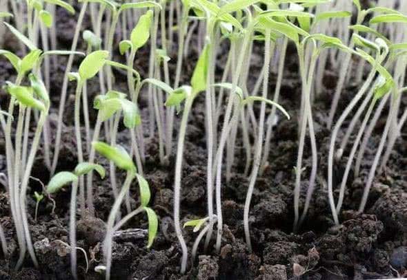 seedlings stretched out