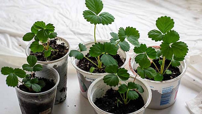 strawberry seedlings after picking