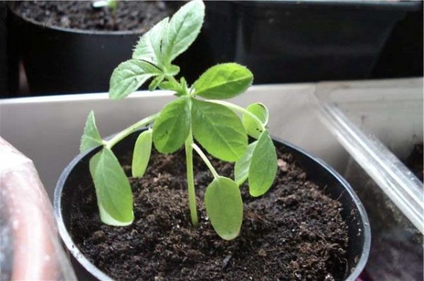 Seedling growing method produces strong seedlings