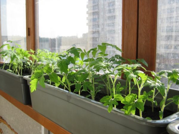 Tomato seedlings are best hardened on the balcony
