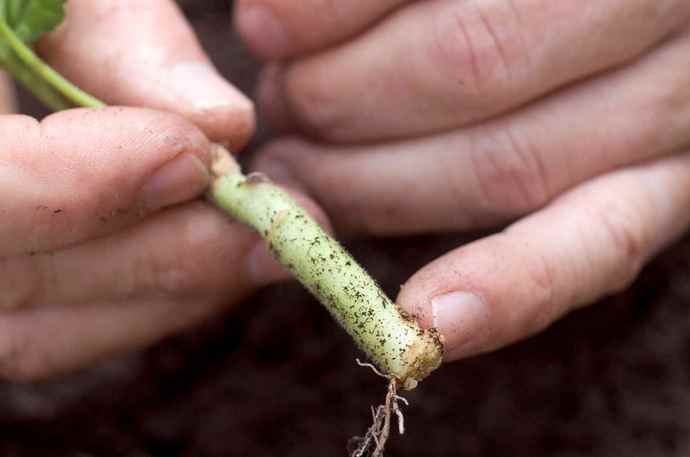 Att plantera tulpan pelargonium, som andra typer av pelargoner, görs bäst med sticklingar