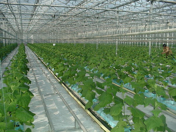 Ang distansya sa pagitan ng mga pipino sa greenhouse ay dapat na hindi hihigit sa 50-60 cm