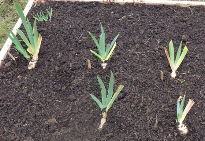 Iris planteringsavstånd
