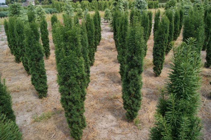 Yew planting distance