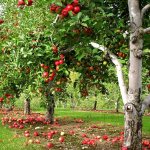 المسافات بين أشجار الفاكهة