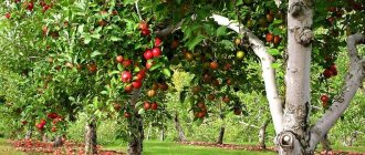 المسافات بين أشجار الفاكهة