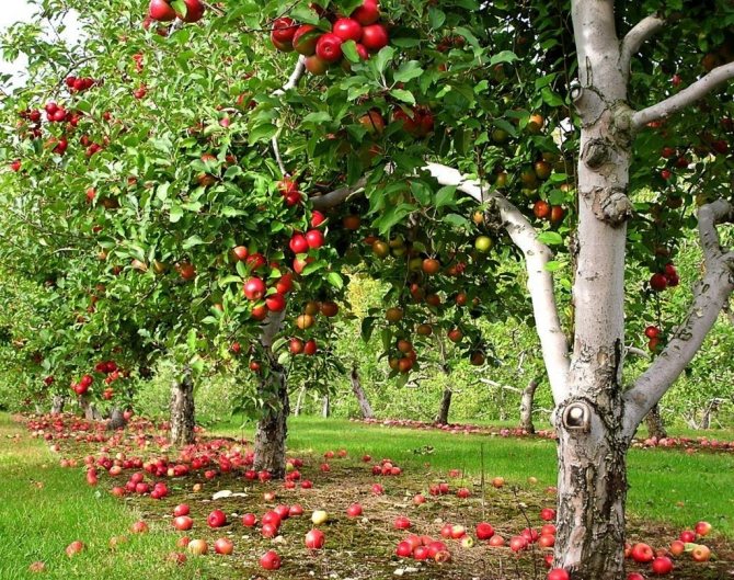 Distanțele dintre pomi fructiferi
