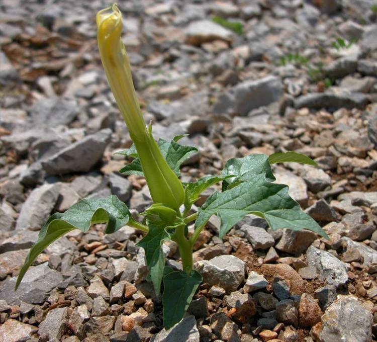 Datura растение
