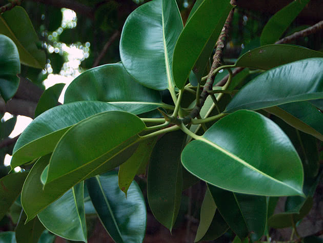 Каучуково растение Ficus
