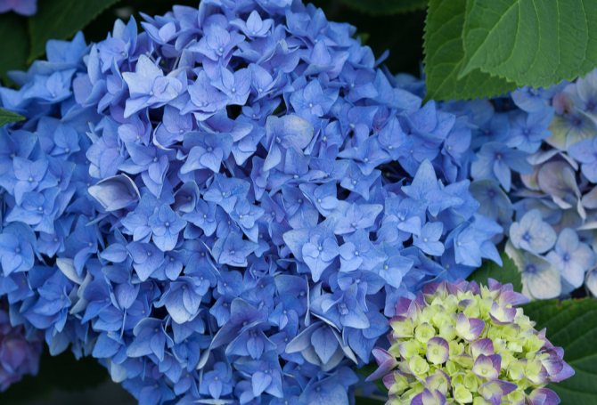 Rostlina modré hortenzie