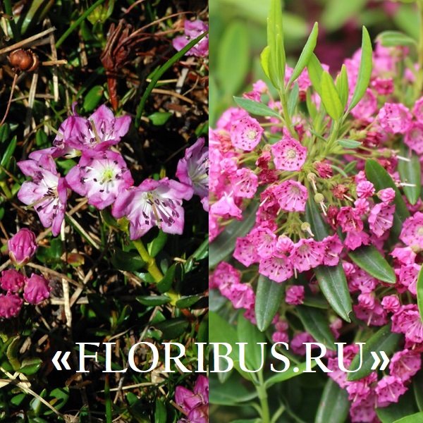 Kalmia plant (Kalmia) narrow-leaved and broad-leaved: photo and description, planting and care in the Moscow region