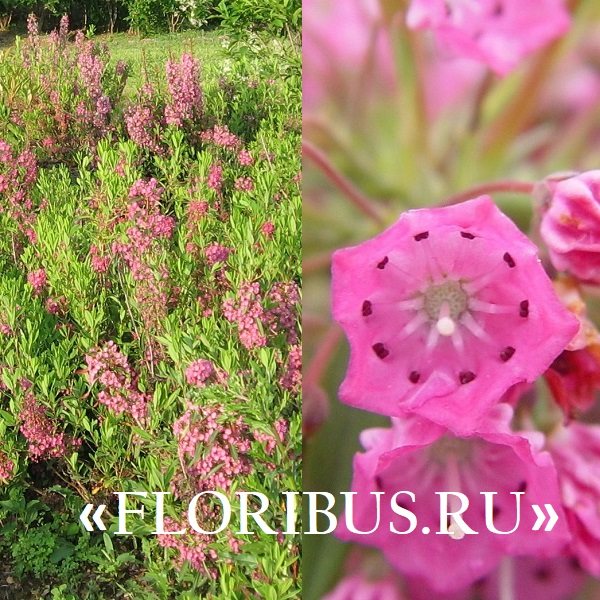 Kalmia-växt (Kalmia) smalbladig och bredbladig: foto och beskrivning, plantering och vård i Moskva-regionen