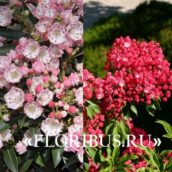 Kalmia plant (Kalmia) narrow-leaved and broad-leaved: photo and description, planting and care in the Moscow region