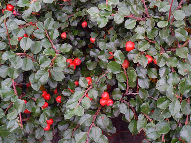 Cotoneaster plant