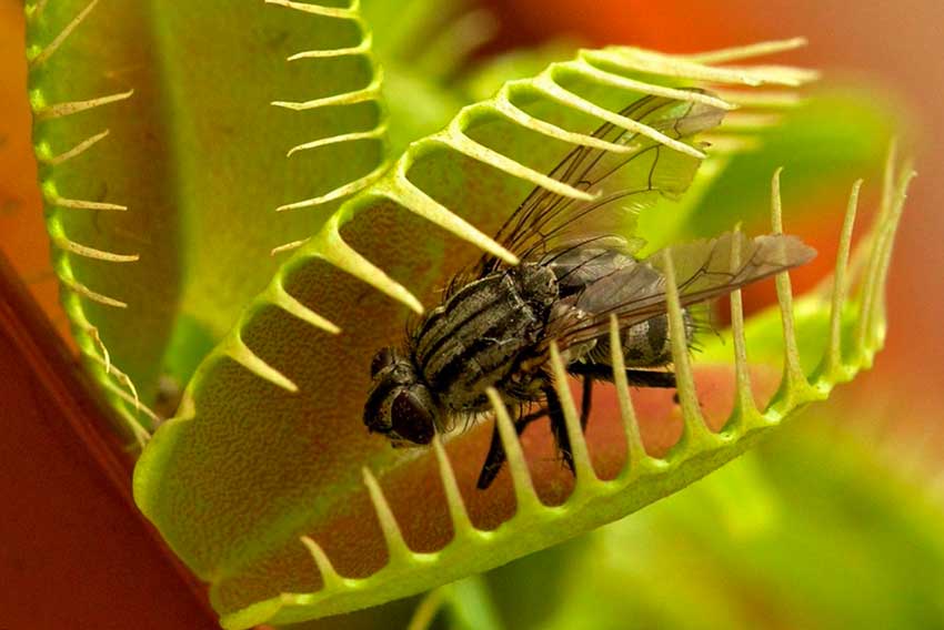Растението, което се храни с мухи: мухар Dionea или Венера