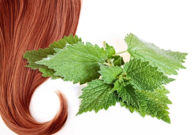 Nettle plant: photos, varieties, cooking, useful and medicinal properties