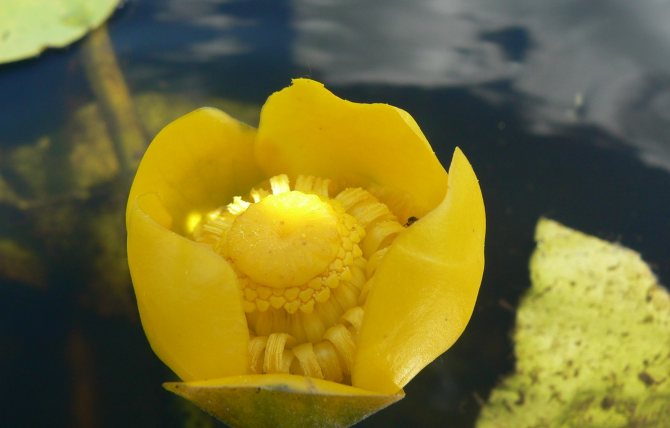 Растение от шушулка на жълта водна лилия
