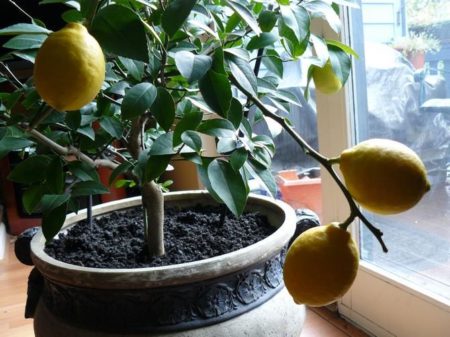 Засадете лимон