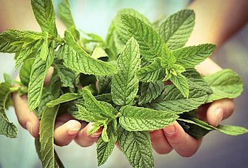 Mint plant in hands