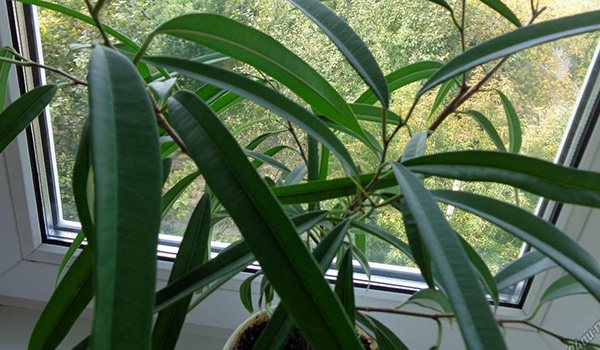 Plant on the window
