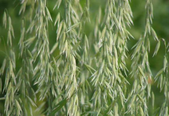 plant oats as fertilizer