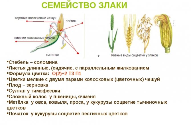 растение от семейството на зърнените култури (основен ключ)