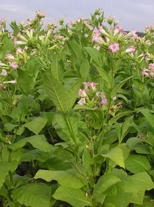 plant tobacco chemical composition