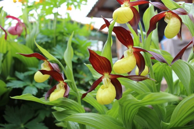 The lady's slipper plant: 6 interesting facts