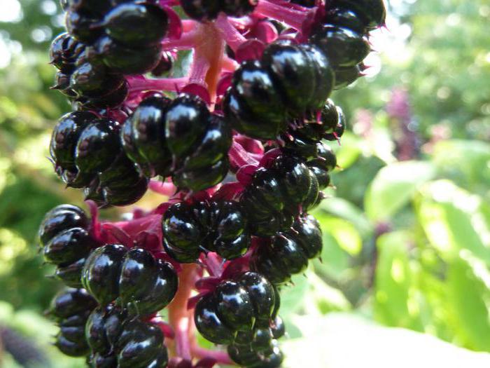 planta lakonos fructe de padure