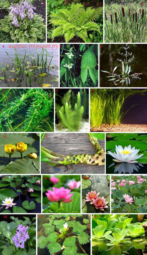 fotografii și nume de plante de iaz