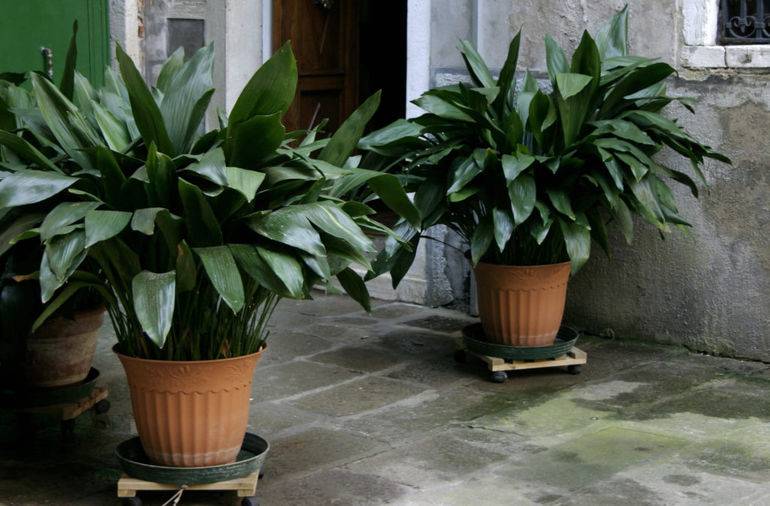 Plants that don't need sunlight