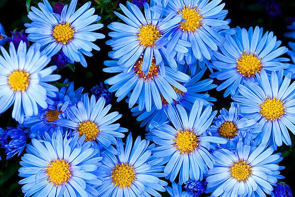 Plantele din multe genuri din familia Asteraceae vin în nuanțe diferite, dar nu albastre. De fapt, asterii se remarcă printre toate rudele lor.