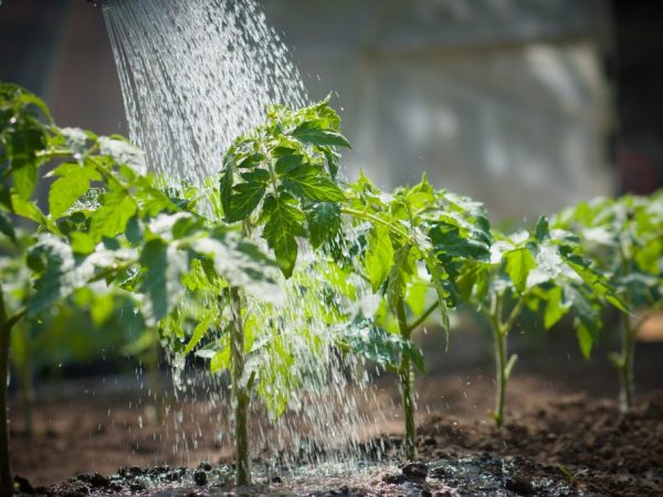 Plants are watered with exceptionally warm water