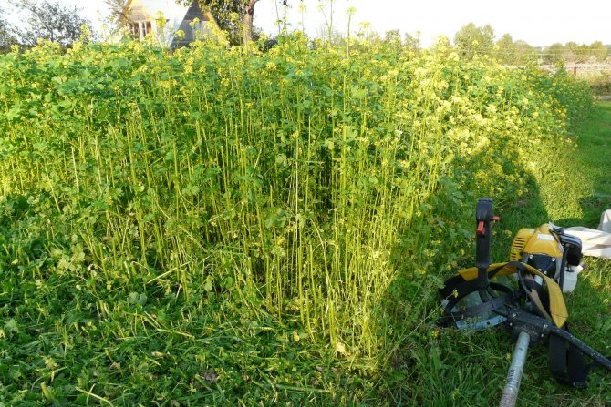 green manure plants for the garden