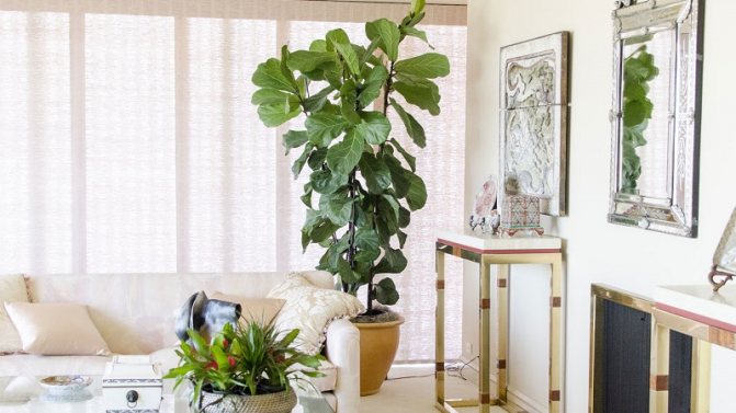 Plants that improve indoor air. 15 indoor plants to clean the air in the apartment