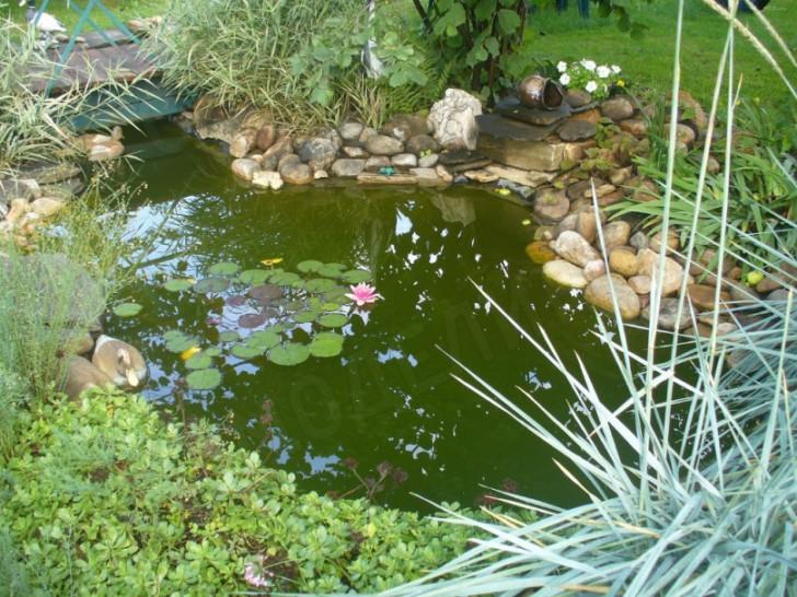 Vegetation in the pond