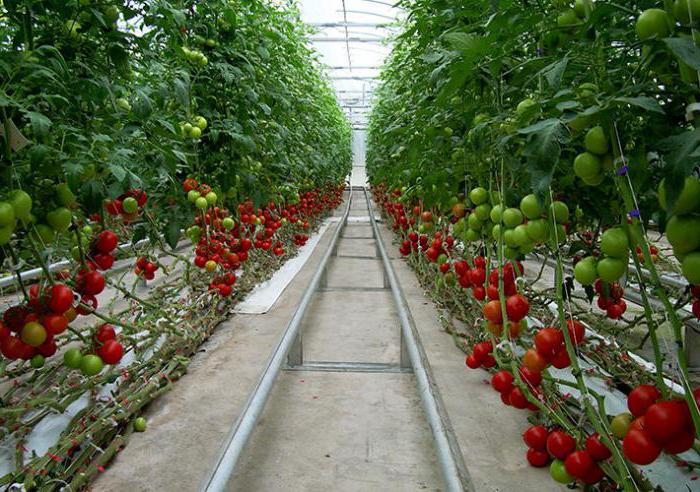 hydroponics lösning