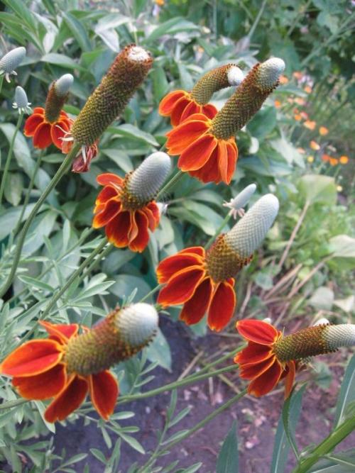Ратибида стълбовидно прерийно цвете. Ратибида - гост от мексиканските прерии