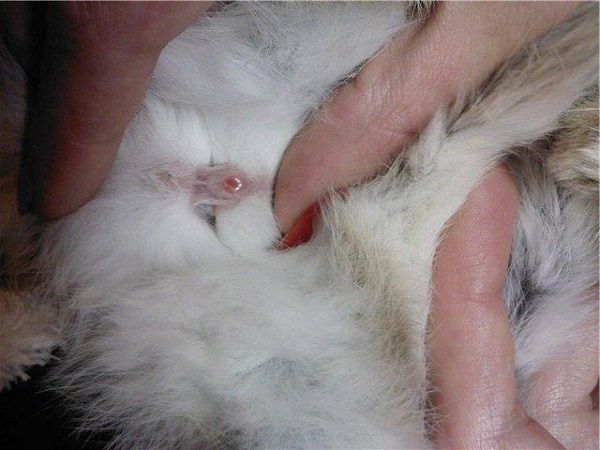 Sprid huden på kaninens mage med två fingrar