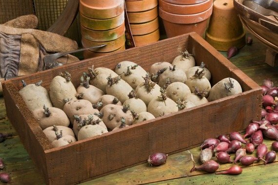 Различни начини за подготовка на картофи за засаждане