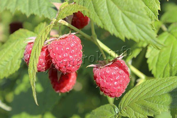 The size and taste of the berries directly depend on the quality of the soil.