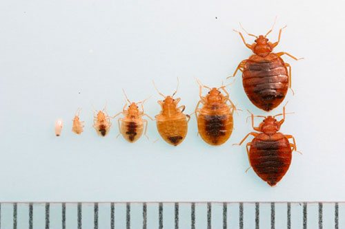 bedbug size