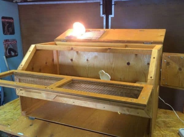 The size of the finished brooder depends on the number of chicks