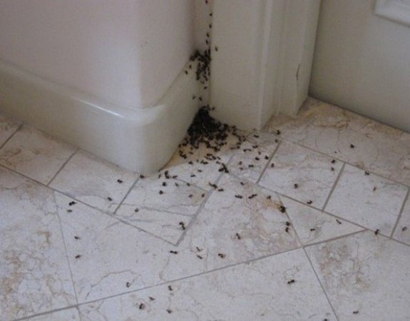 Поставете капани в близост до пътеки за мравки
