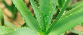 Wir vermehren Aloe zu Hause - auf 5 Arten