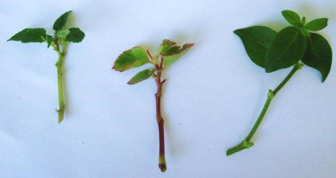 propagation of begonias by stem cuttings